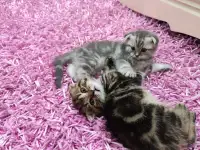 Продаются шотландские вислоухие котята, фотография 4