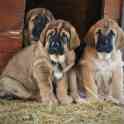 Щенки испанского мастифа, фотография 4