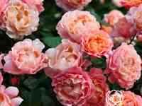 Роза мари кюри, мейян