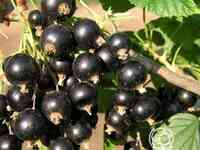 Смородина Оджебин черная