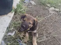 Щенки бельгийской овчарки, фотография 5