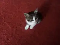 Отдам котенка в добрые руки, фотография 2