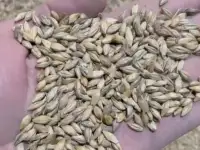 Ячмень, фотография 2