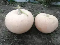 продам тыква дачная, фотография 2