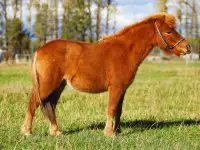 Продажа пони. Пони-ферма., фотография 7