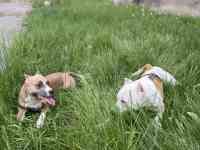 Стаффордширский терьер (стаффорд), фотография 10