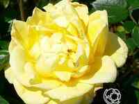 Роза дорола миниатюрная, топалович