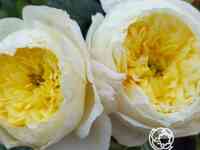 Роза амнести интернешнл, дельбар