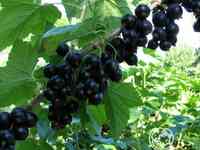 Смородина Лентяй черная