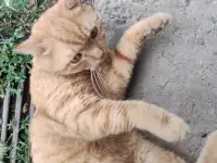 кот-потеряшка в  добрые  руки, фотография 4