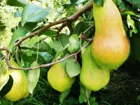 Продам благоустроенную квартиру на земле, фотография 9