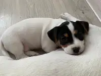 Продаются милые щенки ДжекРассел терьера, фотография 3