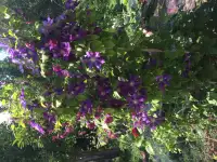 клематисы - цветущая лиана, фотография 3