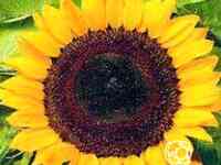 Семена Подсолнечник Солнечный круг 10 г