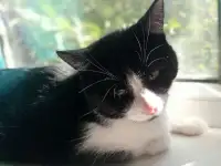 Кошечка в дар, фотография 2