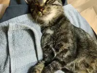 Отдам кошку Дымку Астана, фотография 5