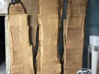 Слеб карагач., фотография 10