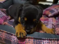 Продам, фотография 5