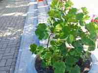 Услуги садовника и озеленение, фотография 9