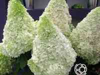 Гортензия полар беар