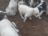 Продается ПАРОДИСТЫЕ щенки! Срочно, фотография 3