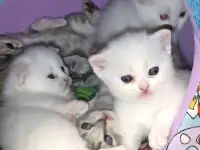 Продаются котята, фотография 2