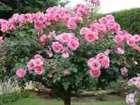 Саженцы роз ( штамбовые). Сербия, фотография 2