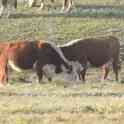 Племенные Герефорды, фотография 3