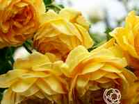 Роза чарльз дарвин, д.остин кустарниковая