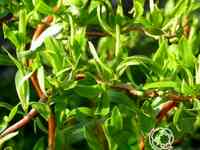 Ива эритрофлексуоза