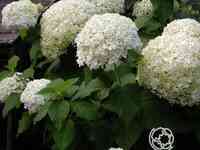 Гортензия баунти