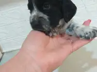 Готовятся к продаже щенки Русского спаниеля, фотография 3