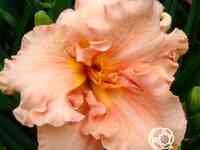 Лилейник Элизабет Солтер