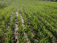 Продаю Ячмень Сорт Атлин Канадский В Меркенском районе, фотография 7