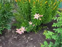 Продам дачу. Садоводческое товарищество Борки, фотография 3