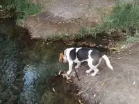 Бигль девочка 7,5 месяцев, фотография 4