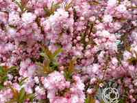 Дейция розеа плена