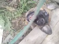 Щенки бельгийской овчарки, фотография 6