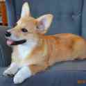 Вельш Корги Пемброк щенки (питомник «Nivas Joy» в Алматы), фотография 1
