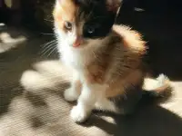 Отдам потрясающих котят в хорошие руки, можем помочь с доставкой, фотография 6