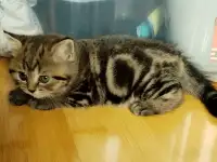 Продаются Шотландские котята, фотография 2