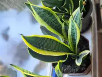 Продам Сансевиерию, фотография 7