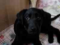 Продам щенков лабрадора ретривера, фотография 3