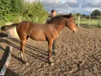 Продается полукровная донская кобылка, фотография 2