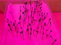 Семена сосны обыкновенной, фотография 5