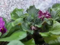 Продам цветы дешево, фотография 9