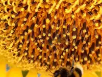 Шмелиная семья БиоИнновации Стандарт. Для опыления растений., фотография 4