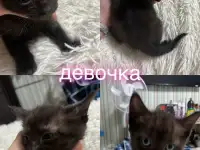 Отдам котят, фотография 2