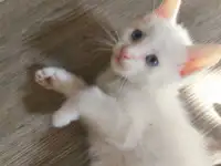 Отдам потрясающих котят в хорошие руки, можем помочь с доставкой, фотография 3