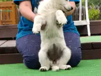 Щенок белой швейцарской овчарки, фотография 8